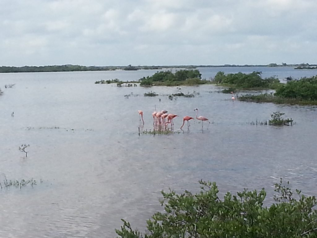 Flamingos in the Ria nearby